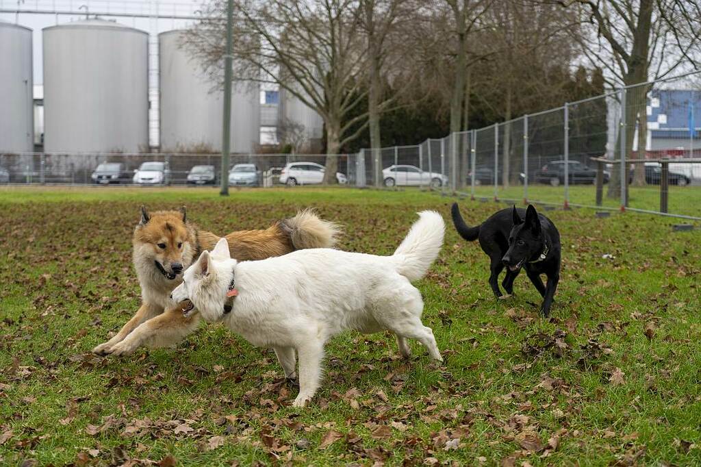 Hundespielplatz Festplatz (3).jpg