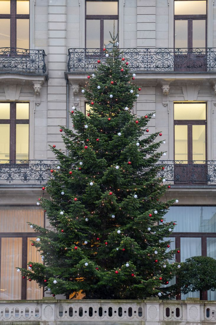 weihnachtsbaumuebergabe2 kg