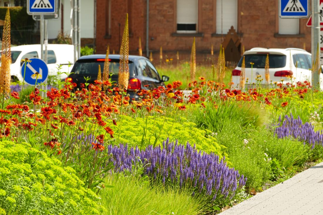 klimaangepasstebepflanzung1 kg