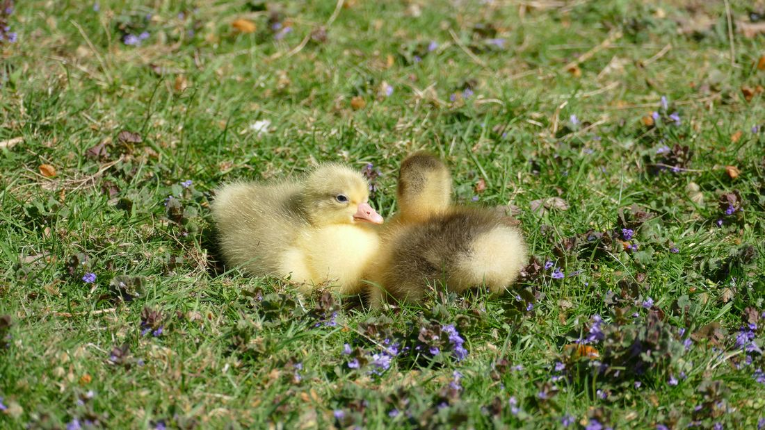 leinengaenszooffm az