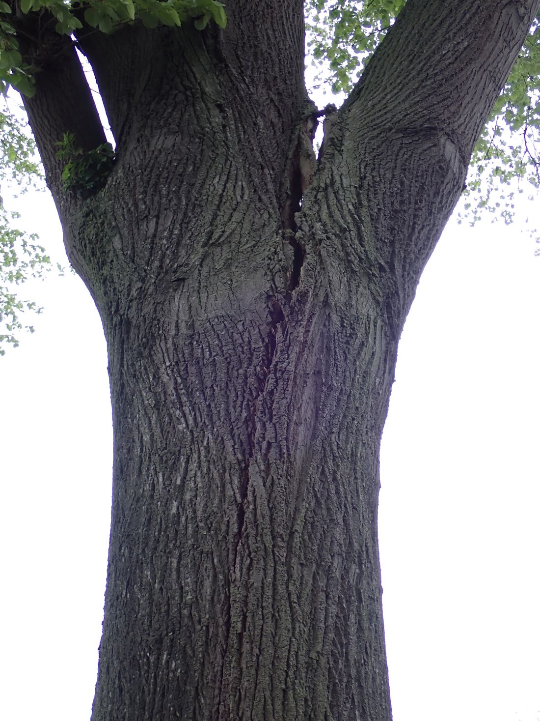 starkastbuedingen az