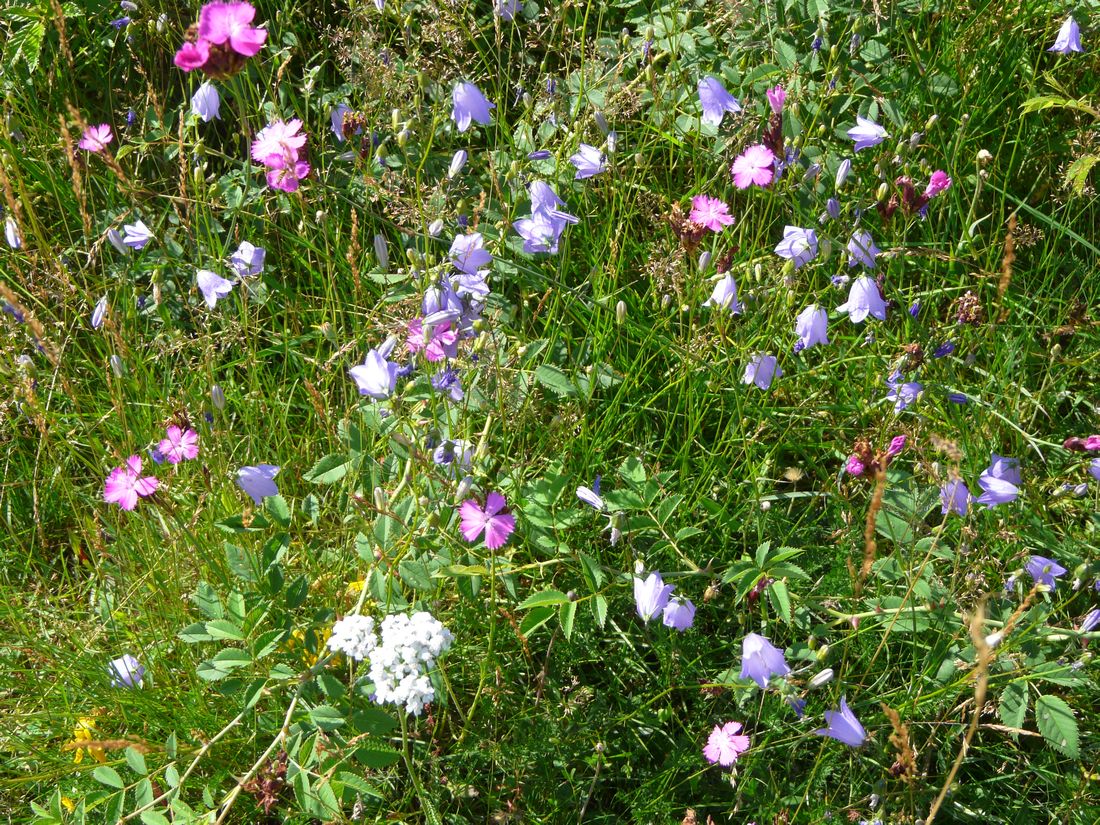 regionalwidlpflanze az