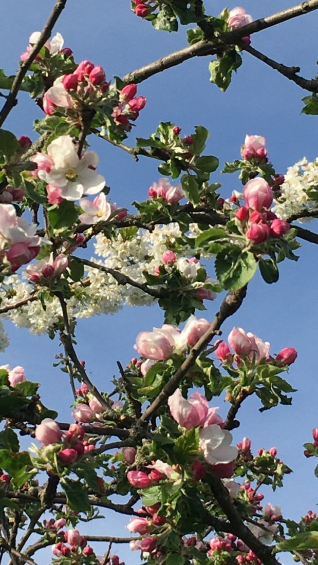 kirschbluetenwanderung2 kg