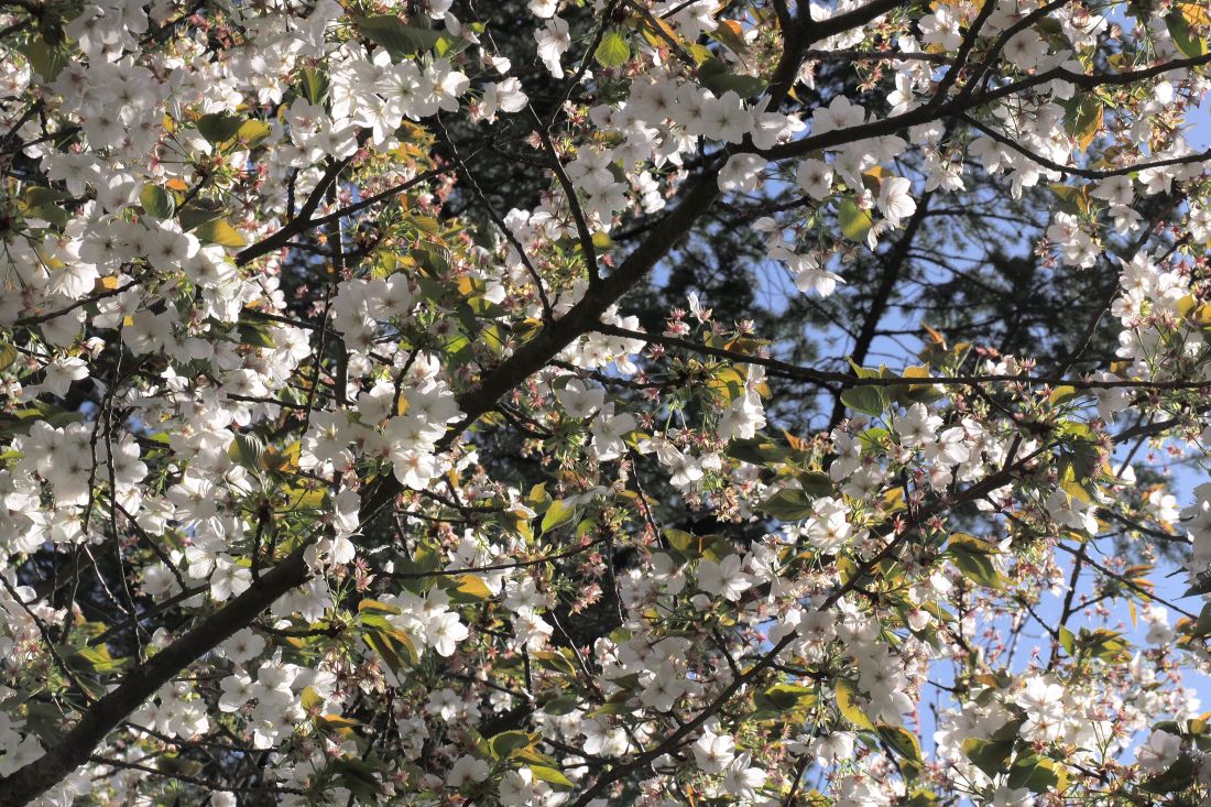 kirschbluetenwanderung3 kg