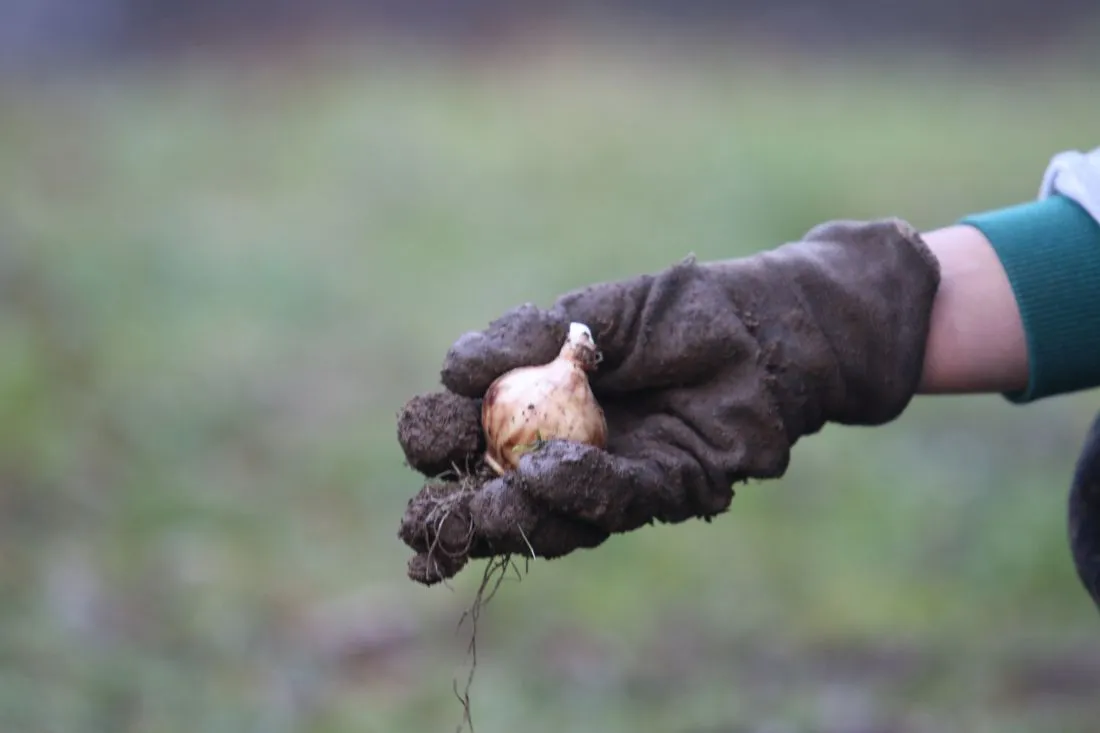 Azubis pflanzen 5000 Blumenzwiebeln1 AG