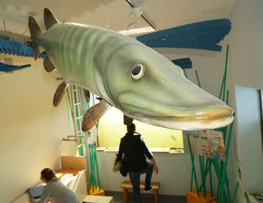 lahnfensterstartet4 kg