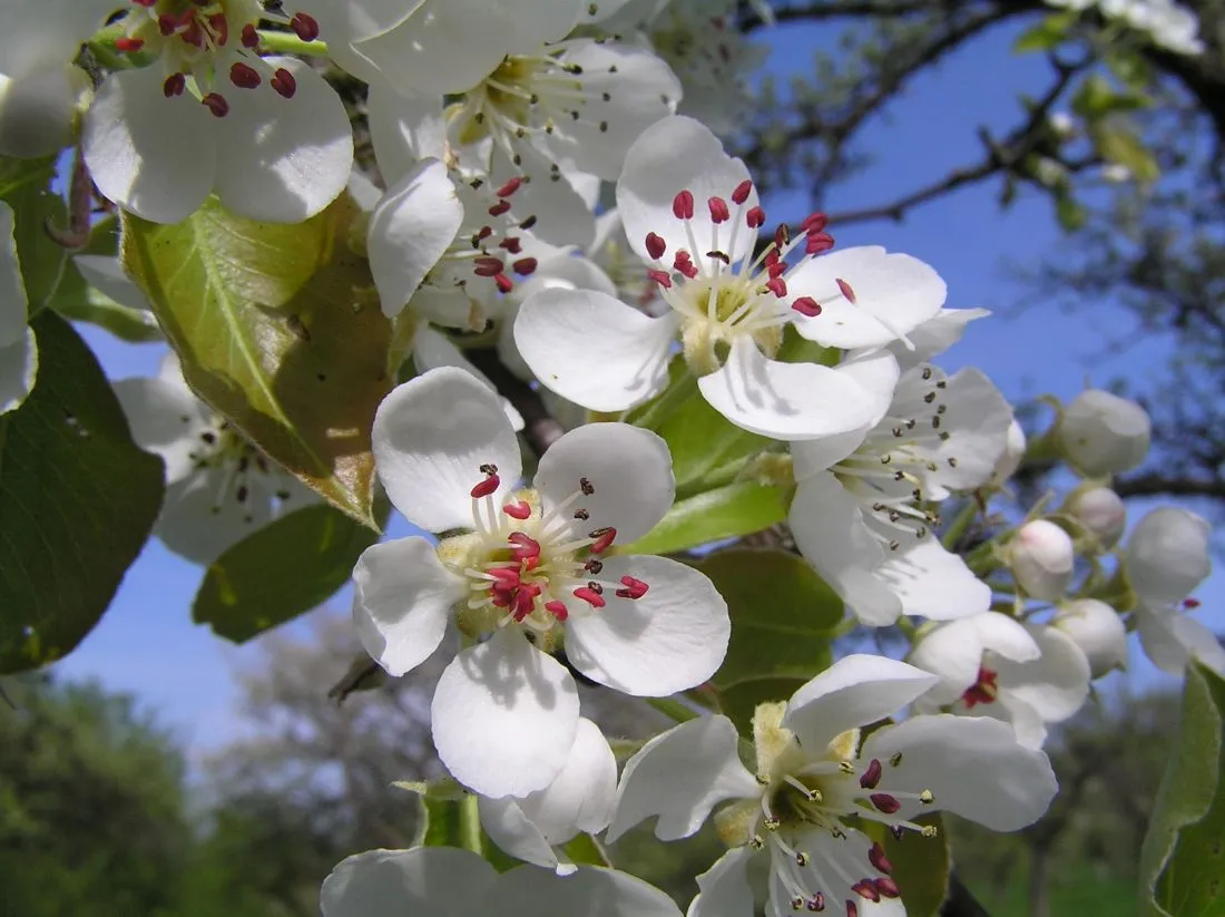 Wissenswertes zu Pflege und Erhalt des Kulturguts Streuobstwiese AG